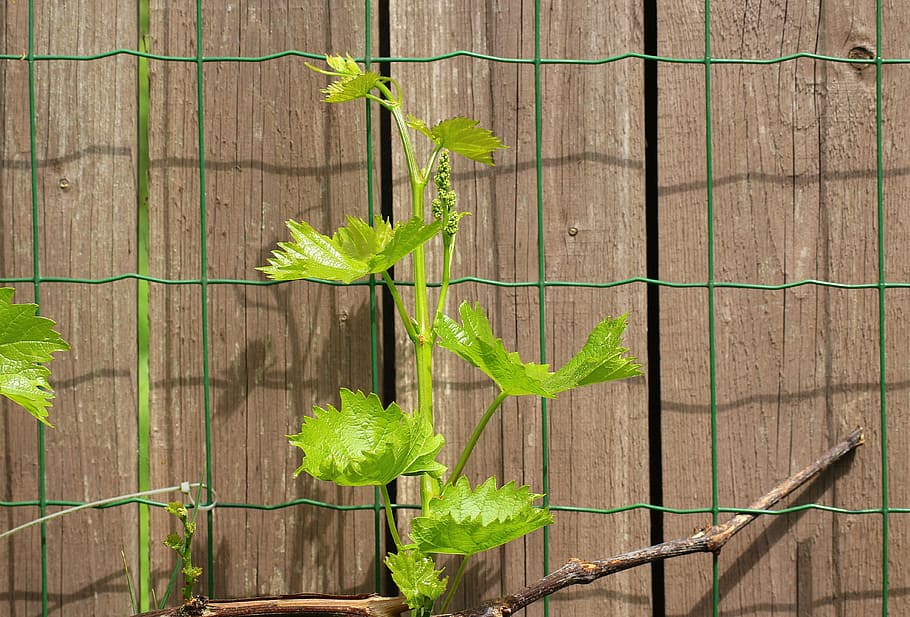 green leaf vine growing on brown fence, grapes, creeper, spring HD wallpaper