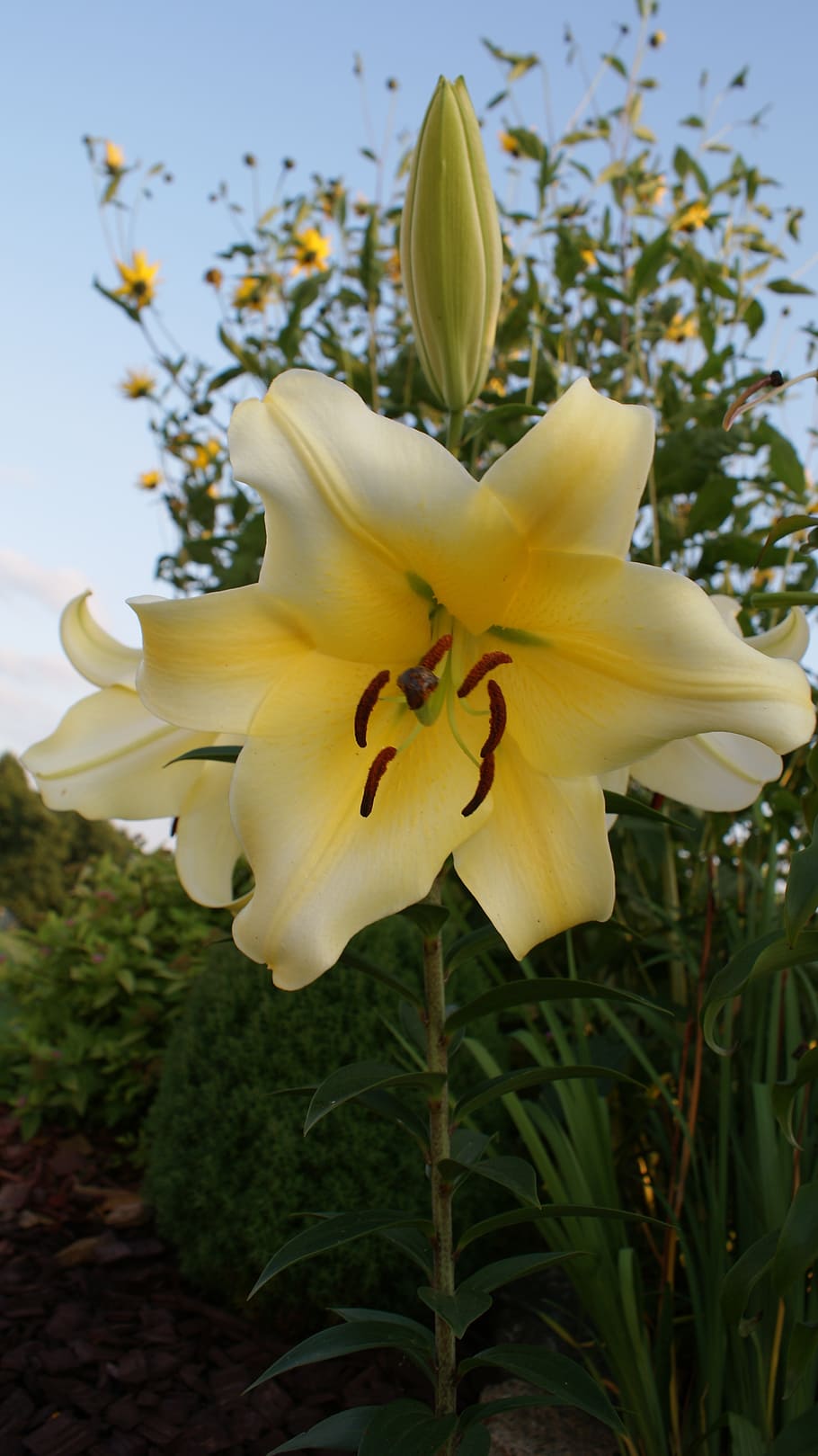 lily, white flower, sky, spring, flowers, nature, flowering plant HD wallpaper