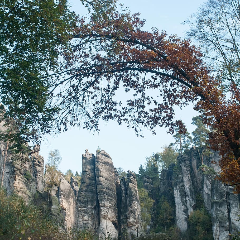 Czech Republic, Rocks, View, tree, ancient, history, travel destinations HD wallpaper