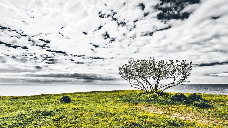 bush, seaside, green, sky, cloud - sky, plant, beauty in nature HD wallpaper