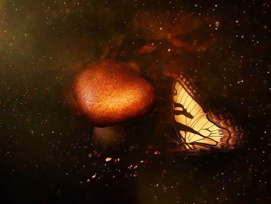 forest, forest floor, mushroom, brown, butterfly, glitter, fantasy HD wallpaper