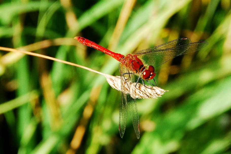 dragonfly, insect, red, close, macro, nature, animal, close-up HD wallpaper