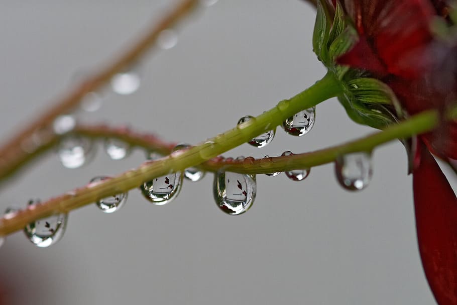 Raindrop, Flower, Stalk, Drip, Mirroring, drop of water, reflection HD wallpaper