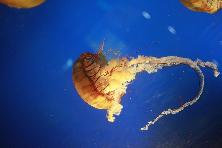 brown jelly fish underwater photography, jellyfish, tentacles HD wallpaper