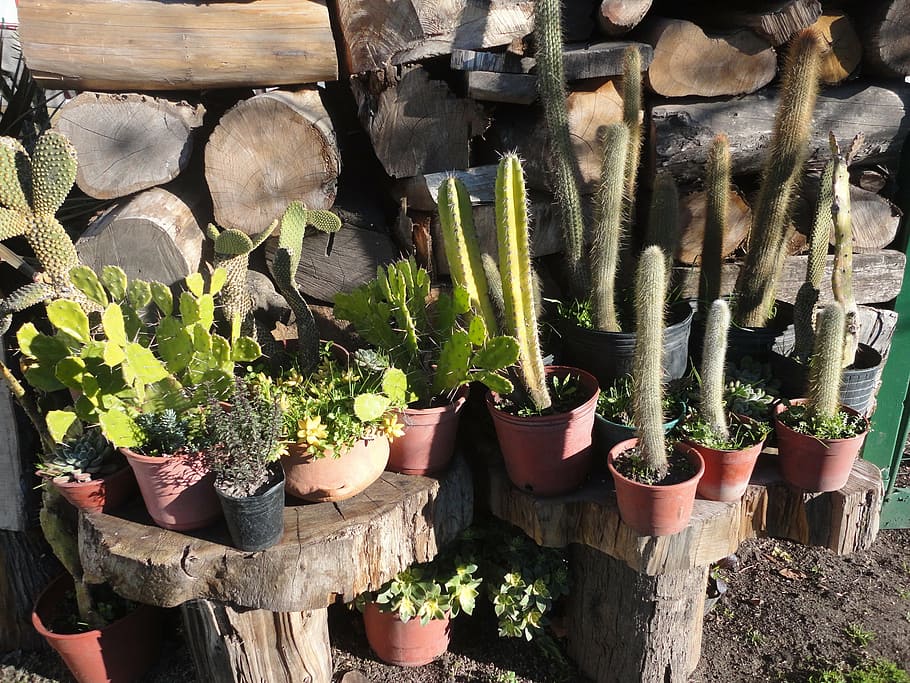 cactus, mexico, plants, potted plant, growth, wood - material HD wallpaper