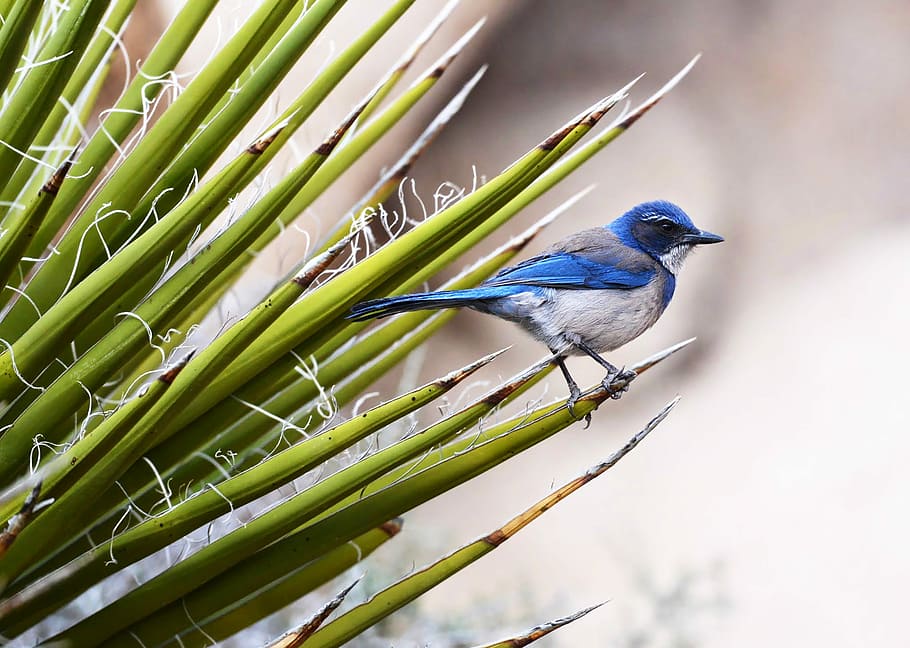 blue bird perching on grass, blue and gray bird perched on green leaf plant HD wallpaper