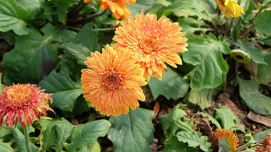 spring, flower, yellow, flowers, plant, nature, growth, no people HD wallpaper