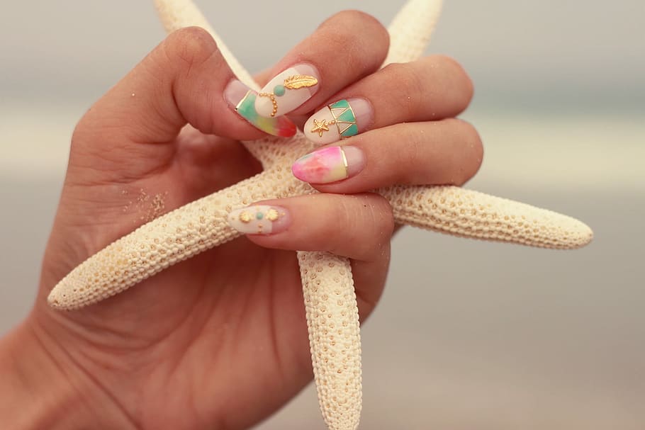 person holding a starfish, human Hand, human body part, close-up HD wallpaper