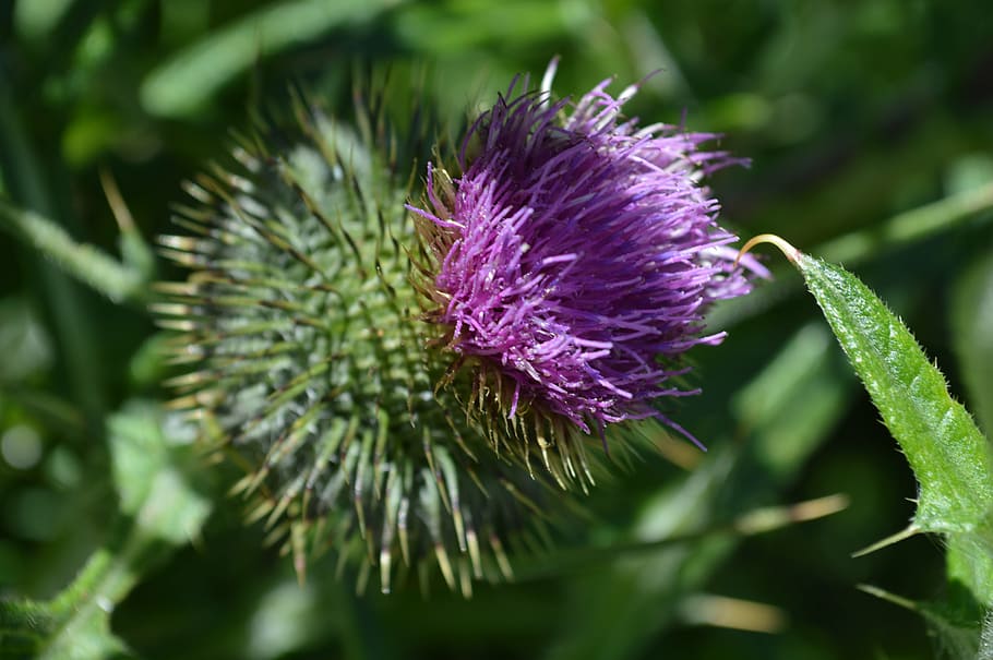 purple, thistle, bloom, nature, flower, purple flower, spines HD wallpaper