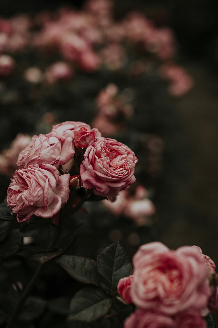 selective focus photography of pink petaled flowers, pink flowers HD wallpaper