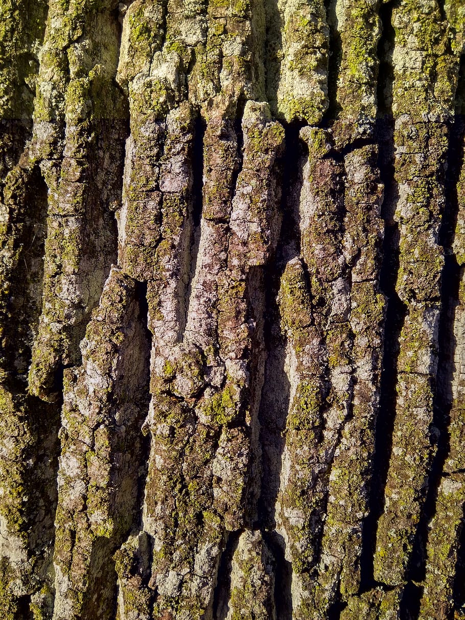bark, tree, forest, full frame, tree trunk, textured, backgrounds HD wallpaper
