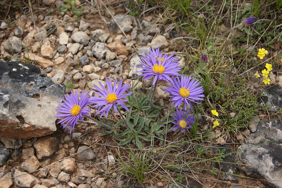 flower, violet, purple flowers, petals, wild flower, nature HD wallpaper