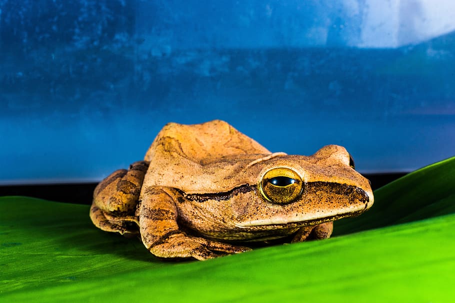 tree frog, anuran, amphibians, animal, one animal, animal themes HD wallpaper
