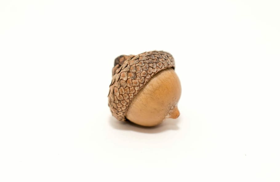 nut on white surface, nature, acorn, fall, squirrel, studio shot HD wallpaper