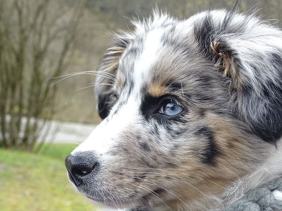 close-up photography of blue merle Australian shepherd puppy on outdoors