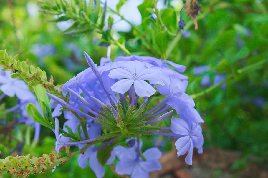 summer, sun, provence, blue, flowering plant, freshness, fragility HD wallpaper