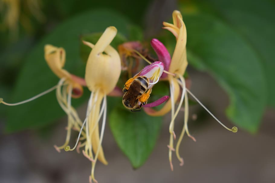 honeysuckle, bee, plant, insects, invertebrate, animal wildlife HD wallpaper