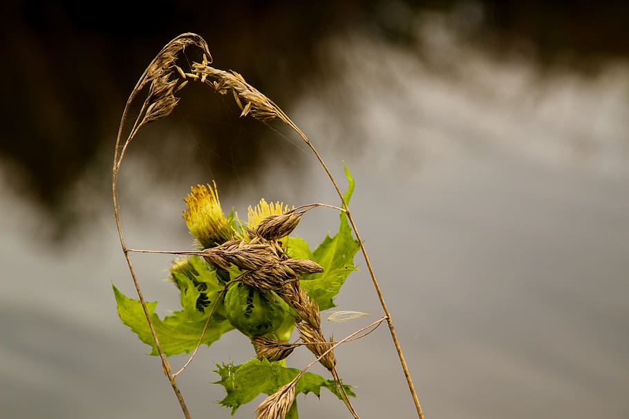 Spring, Live, Scion, new, live new, awakening, engine, bud HD wallpaper