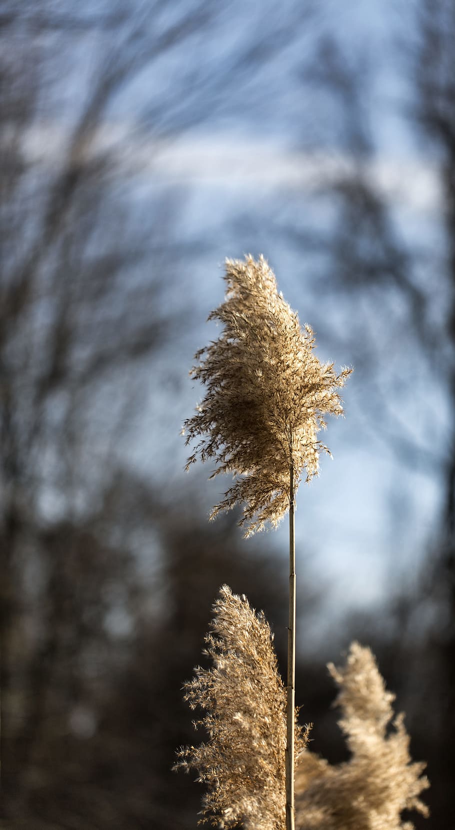 reed, plant, macro, nature, flower, grass, blue, detail, wind HD wallpaper