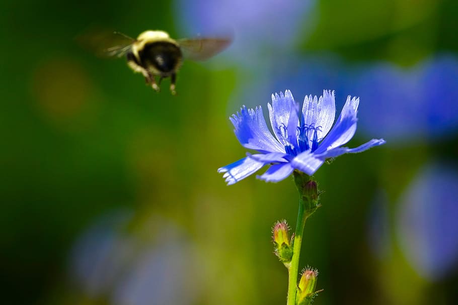 Bees, Flower, Purple, Spring, Insect, flying, honey, plant HD wallpaper