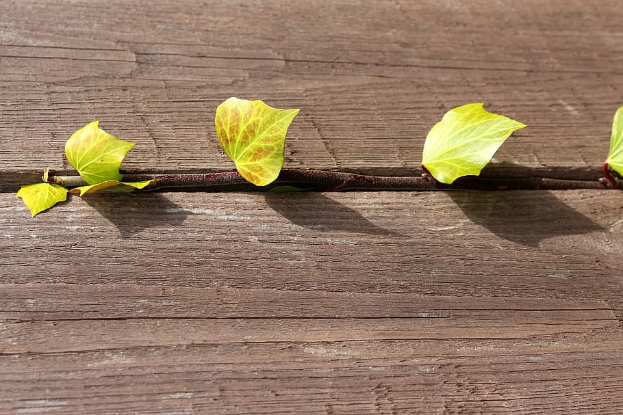 leaves in middle of two wood planks, ivy, creeper, young leaves HD wallpaper
