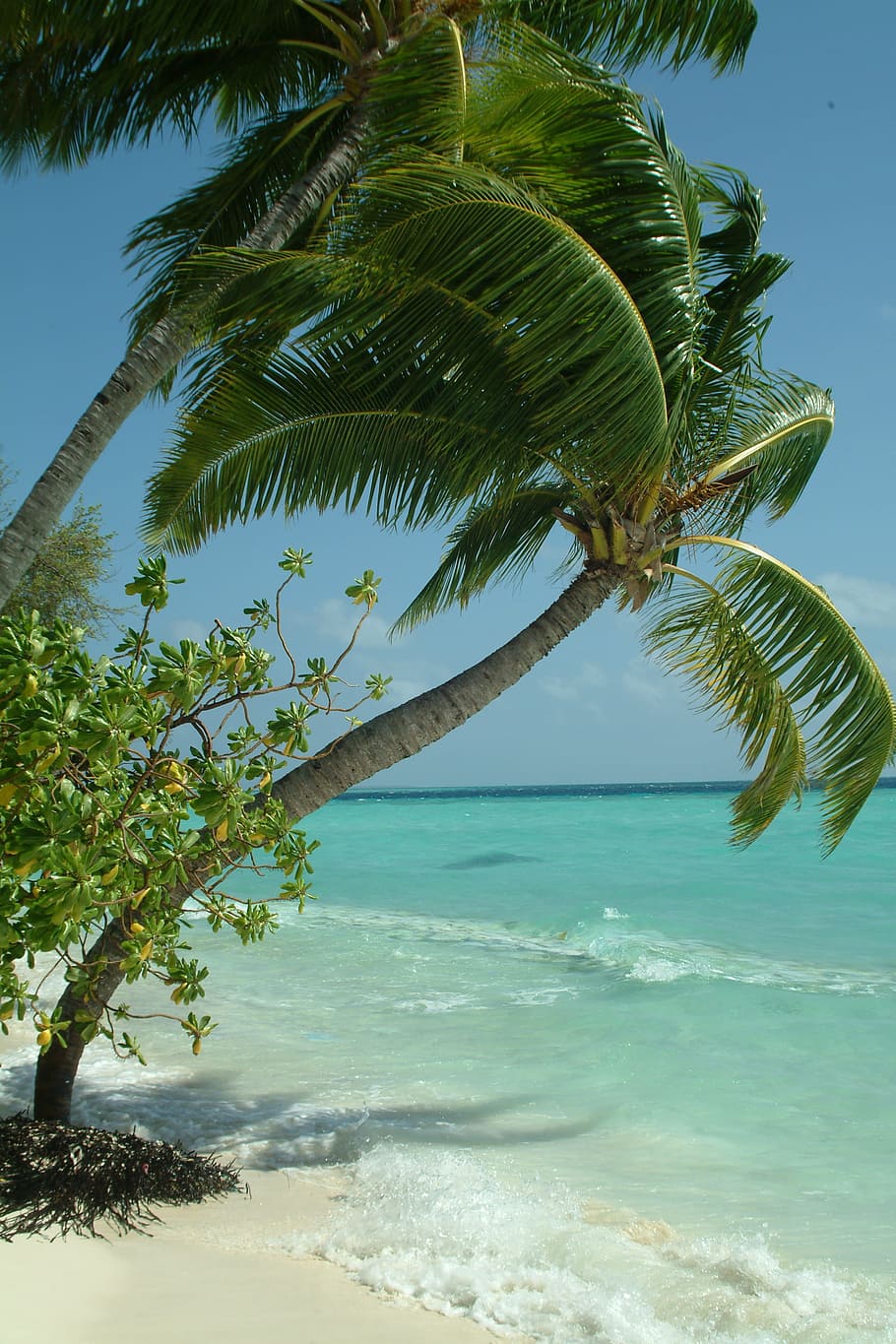 photo of coconut trees near seashore, palma, maldives, beach HD wallpaper