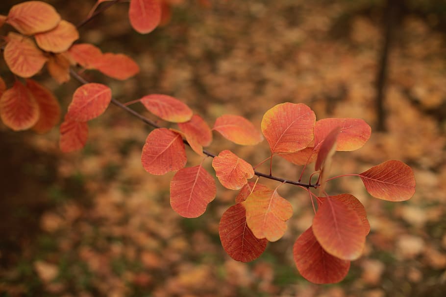 the scenery, flower, realism, plant, growth, tree, close-up HD wallpaper