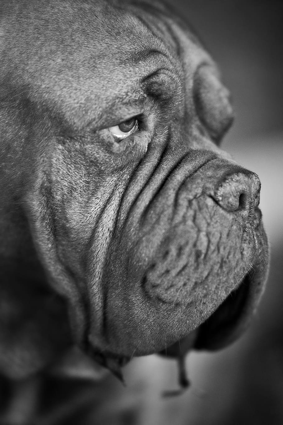 close-up photography of French mastiff, Dog, Face, Portrait, Black And White