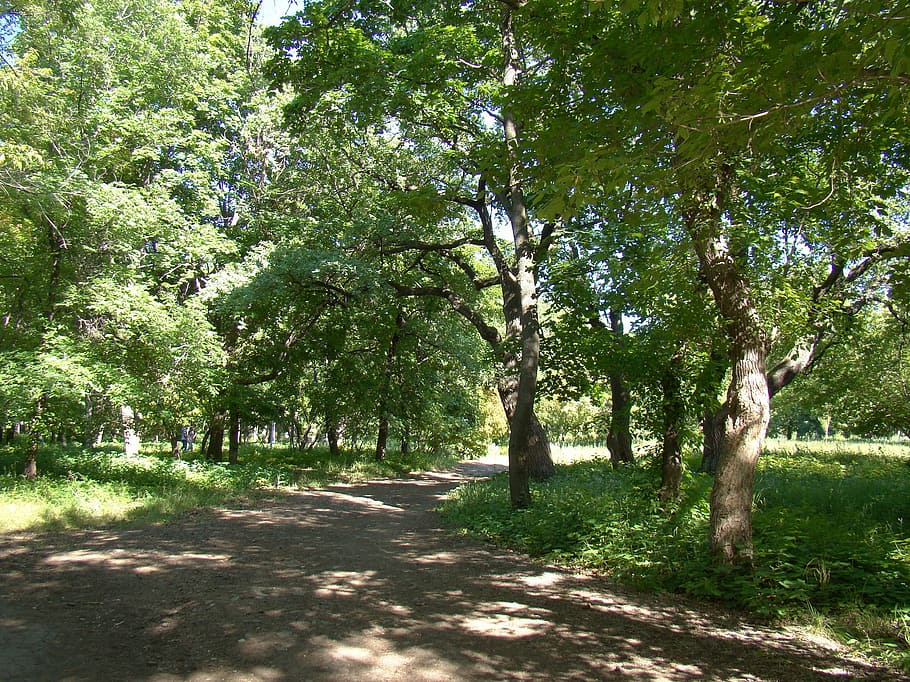 park, trees, tracks, sun, foliage, shadow, coolness, plant HD wallpaper