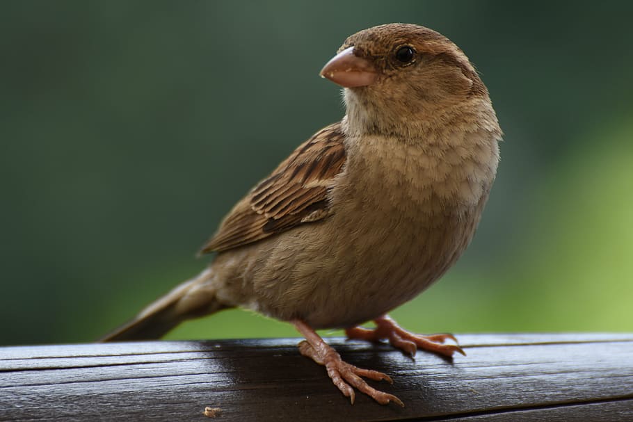 selective focus photography of brown canary, sparrow, bird HD wallpaper