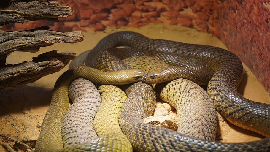 Snakes, Reptile, two, together, resting, captivity, scale, cage HD wallpaper