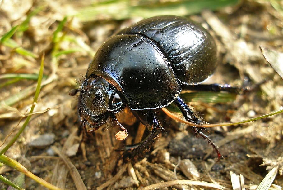 beetle, insect, nature, animal themes, one animal, invertebrate HD wallpaper