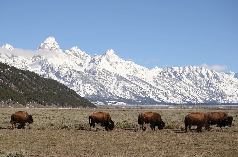 tetons, teton mountains, jackson hole, wyoming, bison, buffalo, HD wallpaper