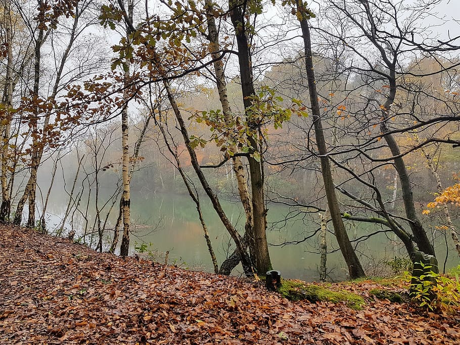 nature, trees, forest, landscape, water, dead trees, environment HD wallpaper