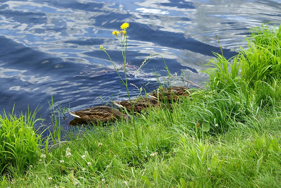 Ducks, Drinking, Water, Pond, Cove, flower, grass, nature, green HD wallpaper