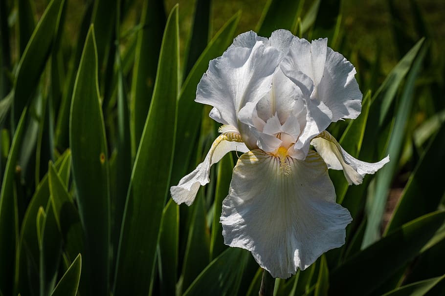 iris, white, flower, spring, presby iris gardens, plant, flowering plant HD wallpaper