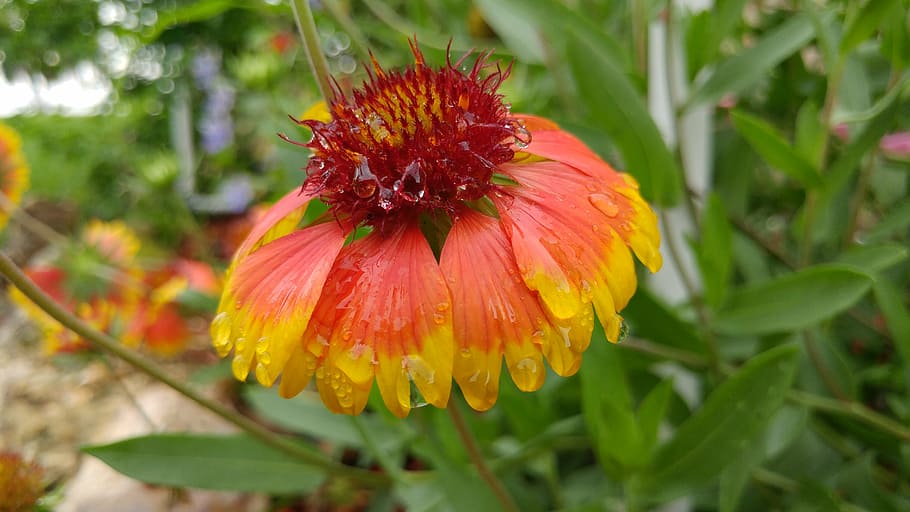 bloom, flower, petal, spring, blossom, nature, floral, summer HD wallpaper