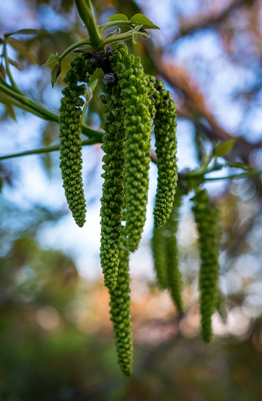 plant, nature, tree, leaf, growth, engine, green, spring, environment HD wallpaper