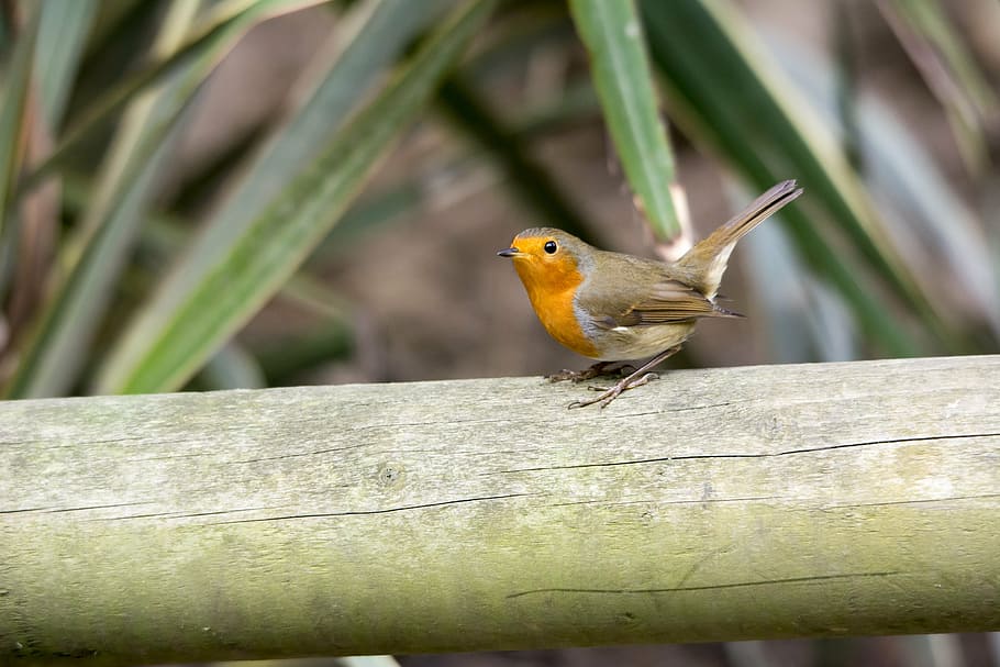 robin, bird, nature, wildlife, red, feather, redbreast, animal wildlife HD wallpaper