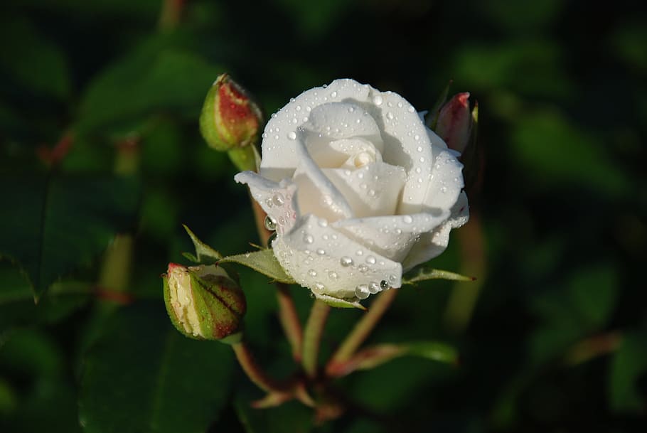 flower, nature, white, bloom, beautiful, macro, flowers, rose HD wallpaper
