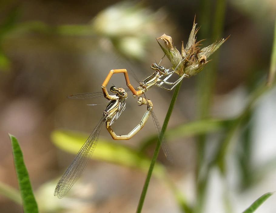 dragonflies, reproduction, copulation, mating, insects mating HD wallpaper