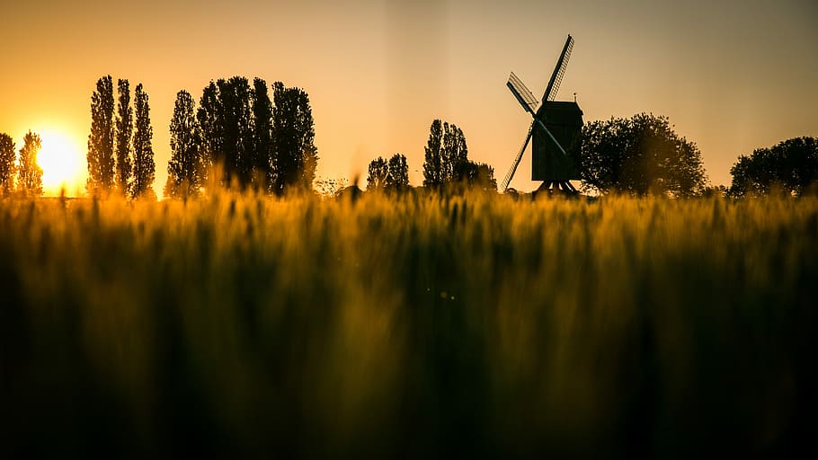 sunset, dawn, evening, landscape, no person, mill, fields, wheat HD wallpaper