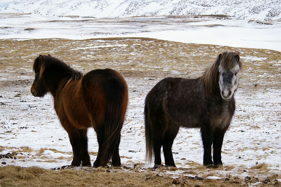 Horses, Cold, Snow, Winter, Equine, outdoors, pony, iceland HD wallpaper