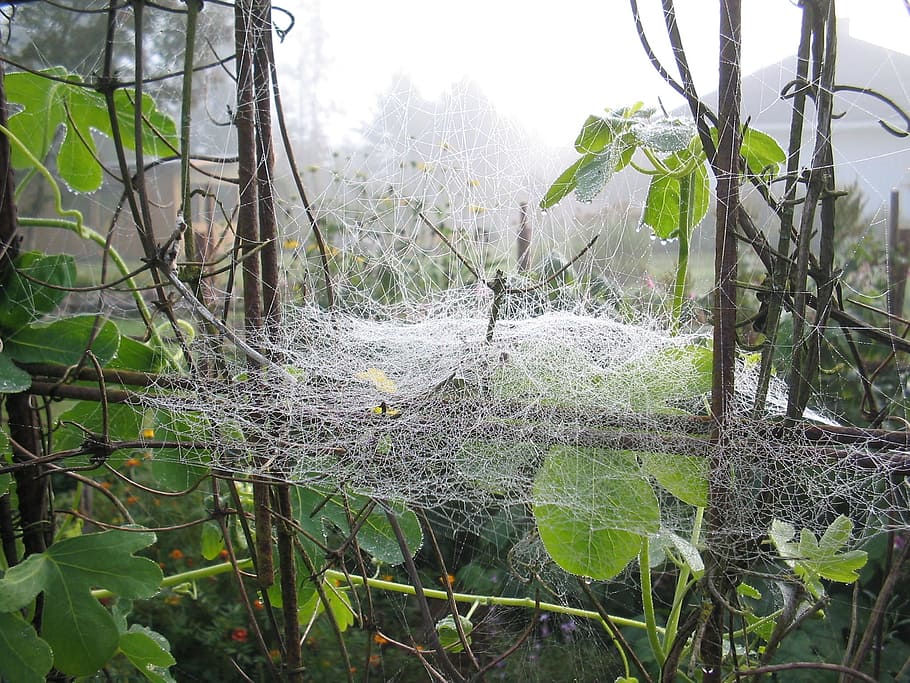 Spider Web, Mist, Leaf, Tree, nature, no people, plant, day HD wallpaper