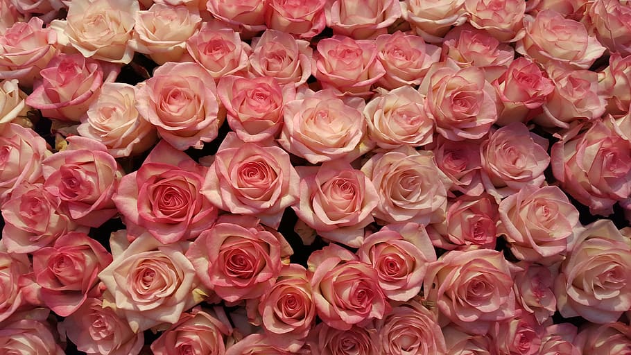 pink rose lot, blossom, bloom, rose - Flower, bouquet, nature, HD wallpaper