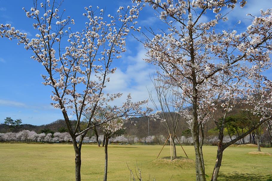 Beoc, Flowers, Spring, Landscape, beoc flowers, tree, nature HD wallpaper