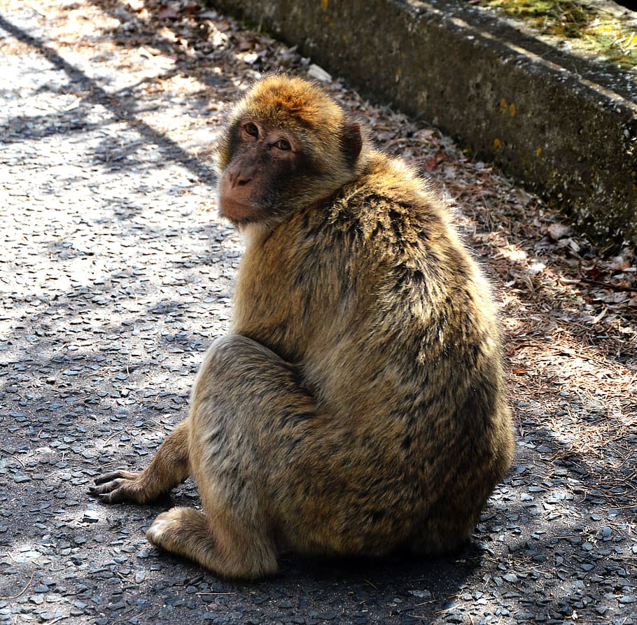 barbary ape, monkey rock, gibraltar, animal wildlife, animals in the wild HD wallpaper