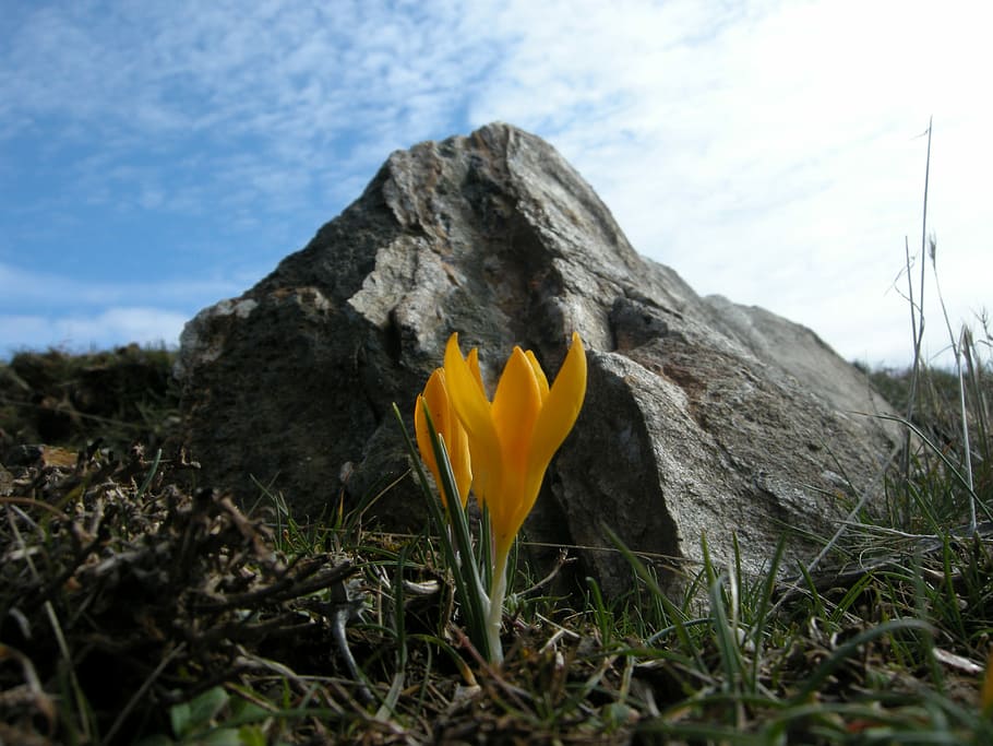Wild, Crocus, Yellow, flower, outdoors, plant, no people, day HD wallpaper