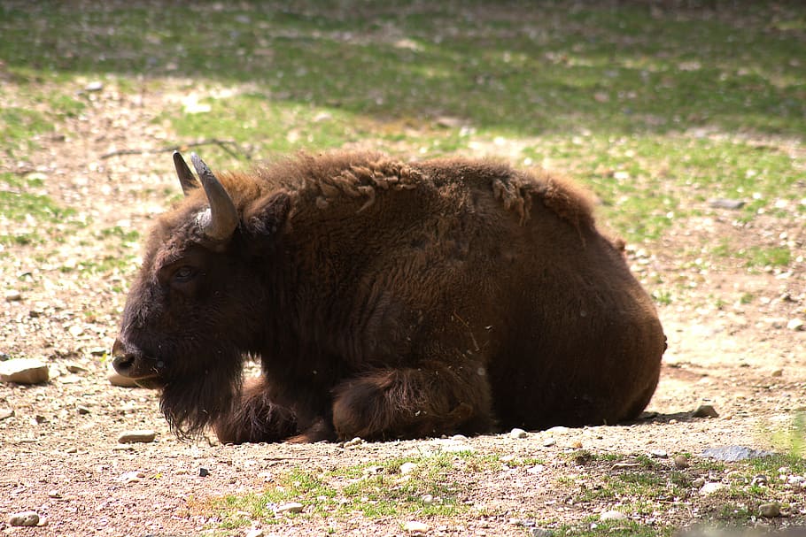 buffalo, animal, nature, bison, brown, animal themes, mammal HD wallpaper