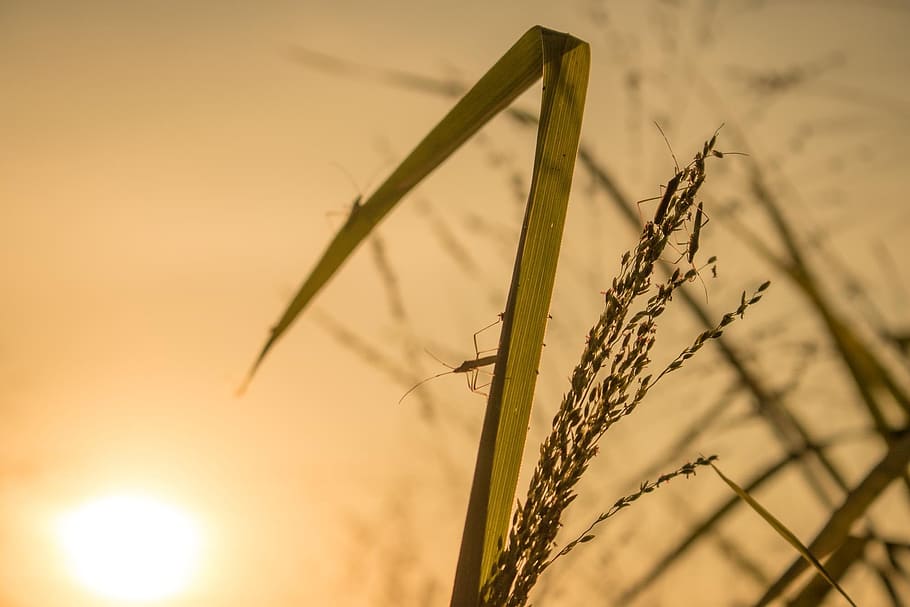 twilight, insect, macro, cereal plant, agriculture, crop, nature HD wallpaper
